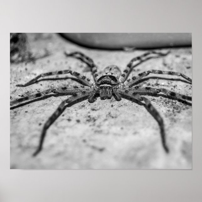 Jagdspinne Poster (Vorne)