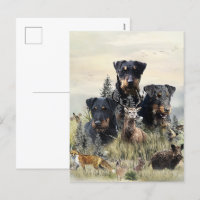 Jagdterers / Renbrad Kennel