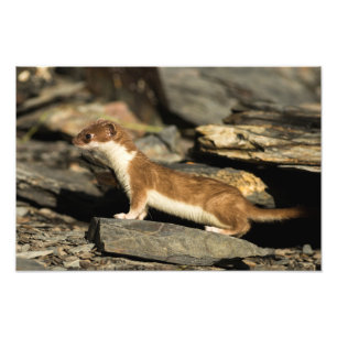 JagdWeasel Fotodruck