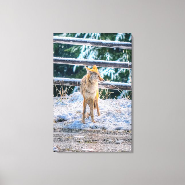 Jagen Coyote and Snow Foto Leinwanddruck (Vorderseite)
