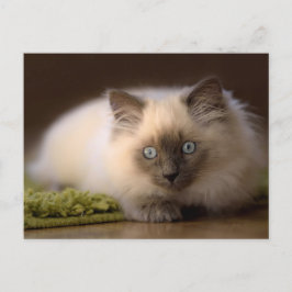 Jagen der Mäusepostkarte Postkarte