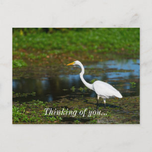 Jagen Egret Denken Sie an Sie Postkarte