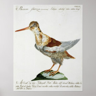 Jagen Sie, c.1767-76 Schnepfen (Hand farbiger Poster
