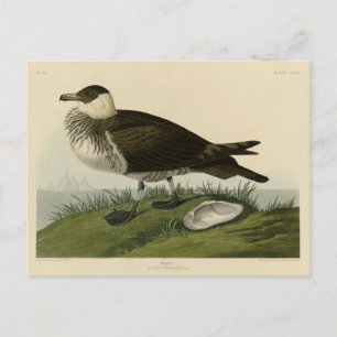 Jager (Pomarine Jäger) Audubons Vögel von Amerika Postkarte