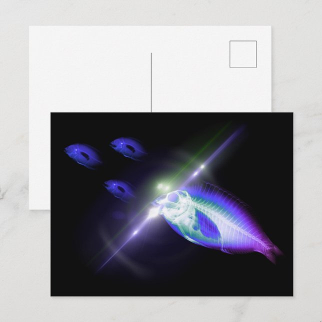 Jägeressen X-Ray Fisch 3 Postkarte (Vorne/Hinten)