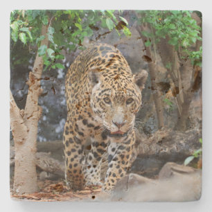 Jaguar20150501 Steinuntersetzer