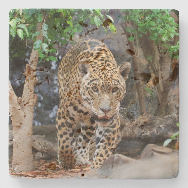 Jaguar20150501 Steinuntersetzer (Vorderseite)