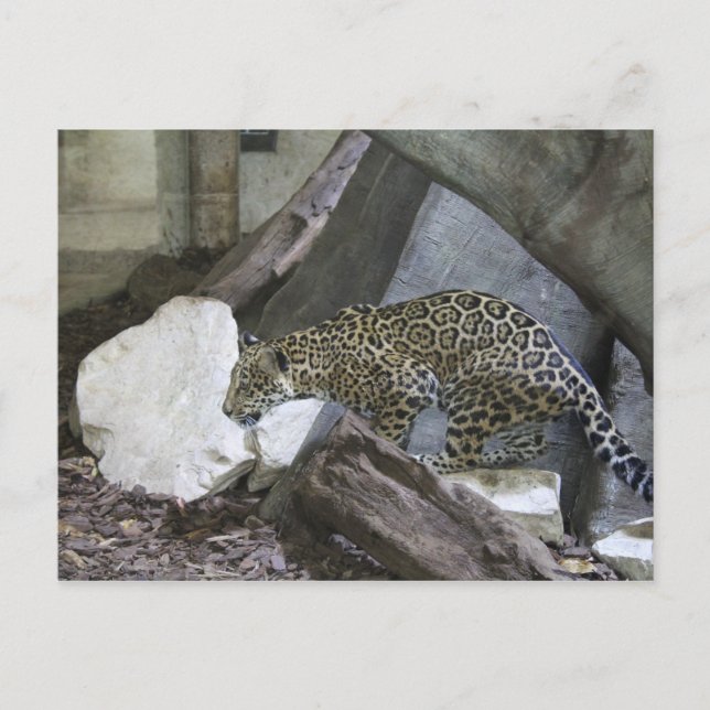 Jaguar # 10 postkarte (Vorderseite)