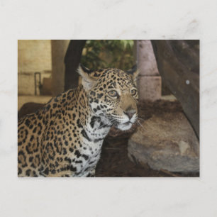 Jaguar # 11 postkarte