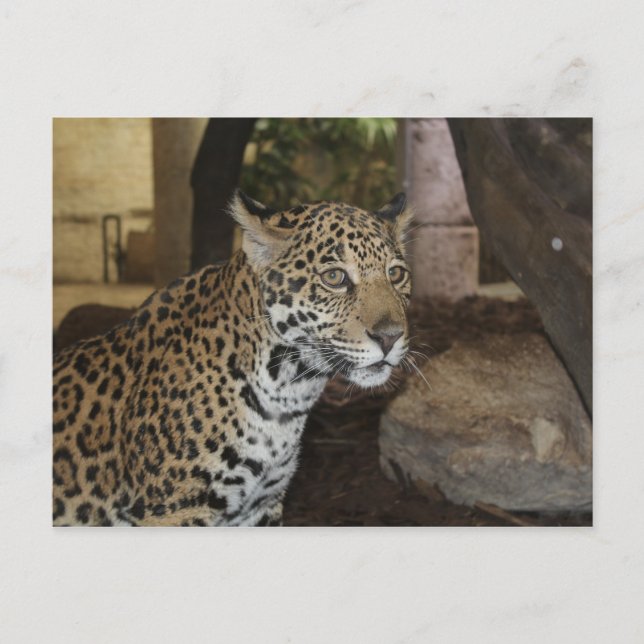 Jaguar # 11 postkarte (Vorderseite)