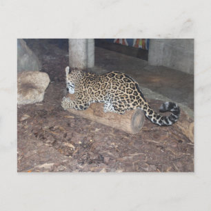 Jaguar # 25 postkarte