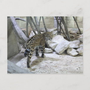 Jaguar # 44 postkarte