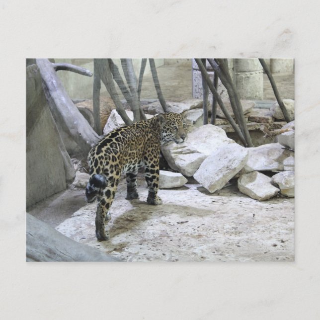 Jaguar # 44 postkarte (Vorderseite)