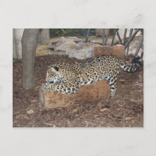 Jaguar # 9 postkarte