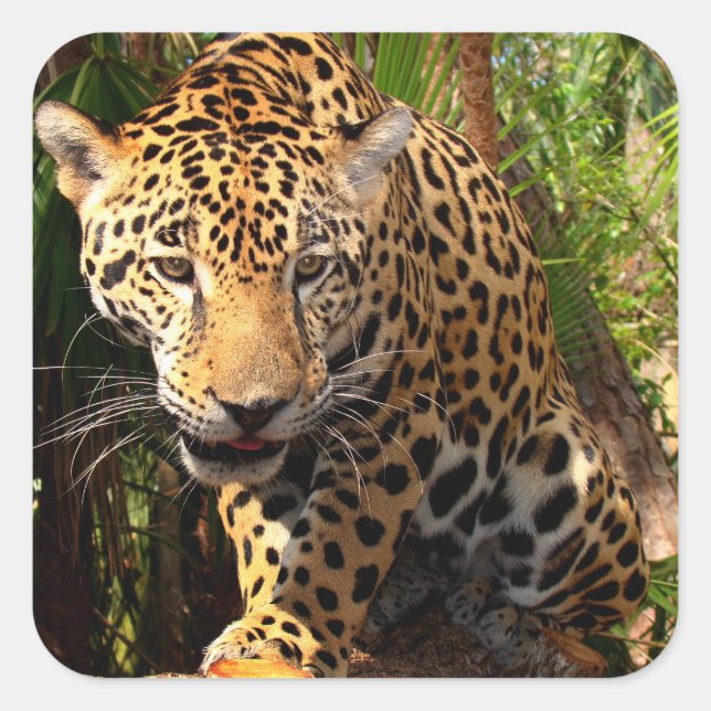 Jaguar Adoleszenz-Sticker Quadratischer Aufkleber (Vorderseite)