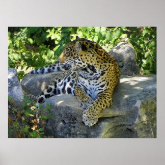 Jaguar auf nahen Ganzkörperschuss Poster