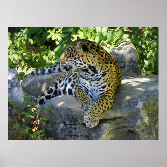 Jaguar auf nahen Ganzkörperschuss Poster (Vorne)