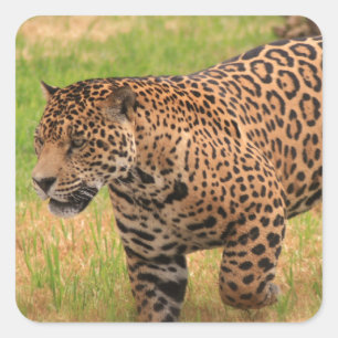 Jaguar-Aufkleber Quadratischer Aufkleber