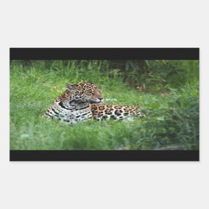 Jaguar-Aufkleber Rechteckiger Aufkleber