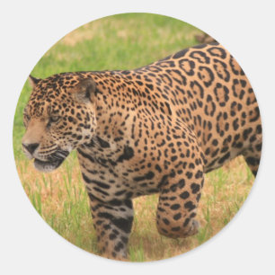 Jaguar-Aufkleber Runder Aufkleber