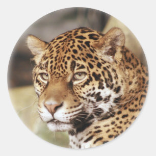 Jaguar-Aufkleber Runder Aufkleber