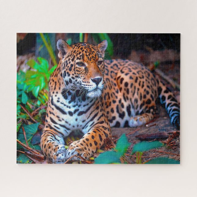 Jaguar Big Cats . (Horizontal)
