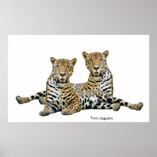 Jaguar-Bild für Poster