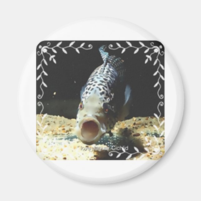 Jaguar Cichlid Magnet (Vorne)