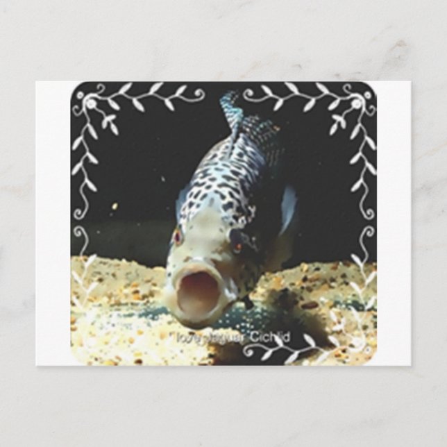 Jaguar Cichlid Postkarte (Vorderseite)