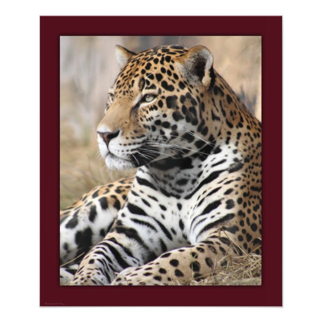 Jaguar Classic Print -20x24 - andere Größen erhält Fotodruck (Vorne)