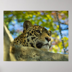 Jaguar-Druck Poster