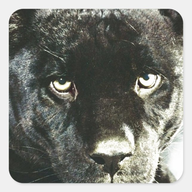 Jaguar Eyes Quadratischer Aufkleber (Vorderseite)