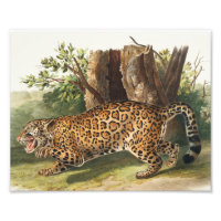 Jaguar (Felis onca) Illustration