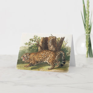 Jaguar (Felis onca) Illustration Karte