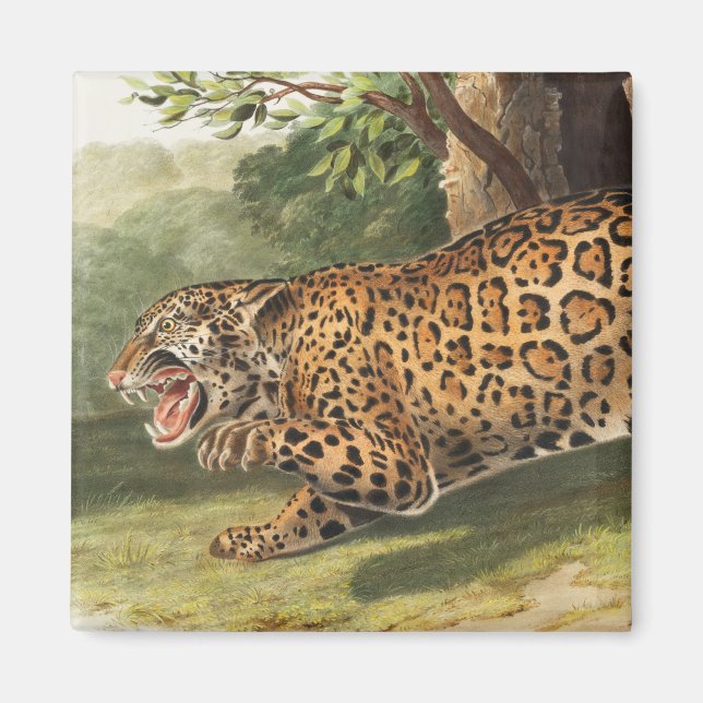 Jaguar (Felis onca) Illustration Magnet (Vorne)