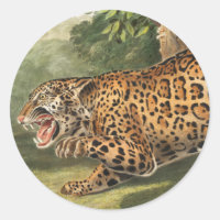 Jaguar (Felis onca) Illustration