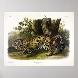 Jaguar (Felis Onca) (Panthera onca) von Audubon Poster