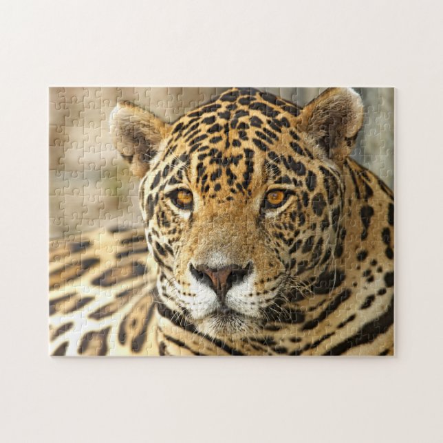 Jaguar Foto (Horizontal)