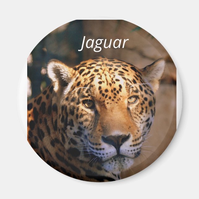 Jaguar-Foto-Magnet Magnet (Vorne)