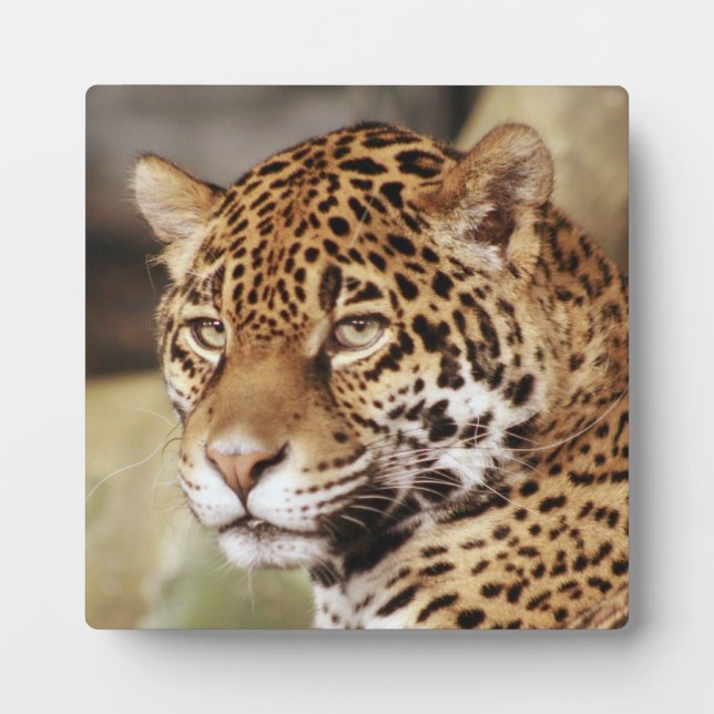Jaguar Foto Plaque Fotoplatte (Vorderseite)