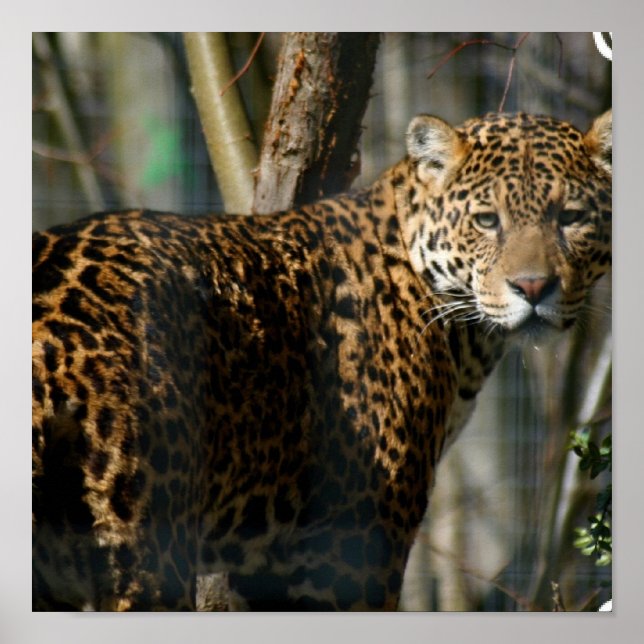 Jaguar Foto Print Poster (Vorne)