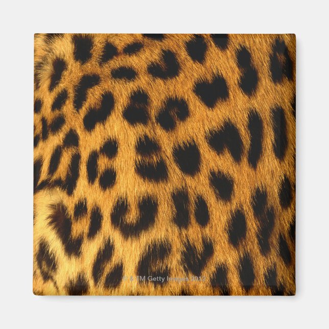 Jaguar Fur Magnet (Vorne)