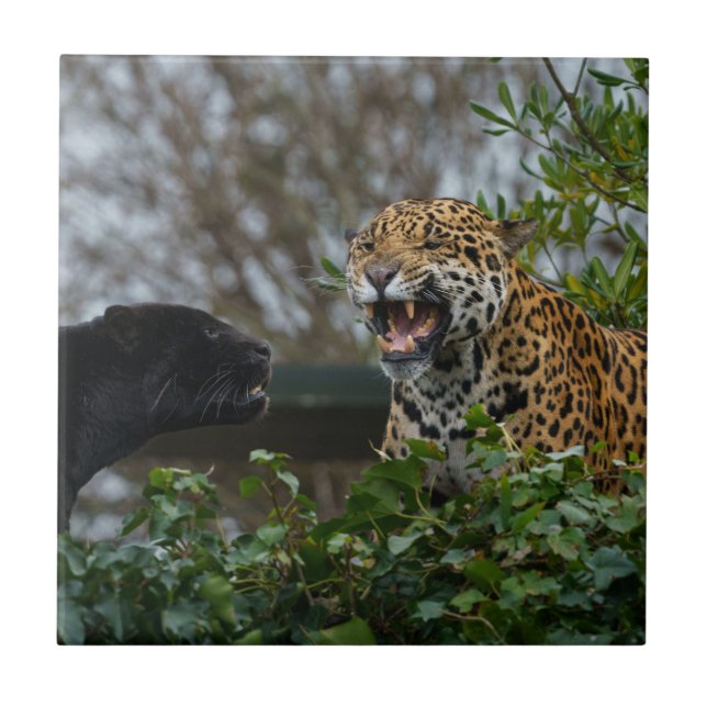 Jaguar Growl Fliese (Vorderseite)