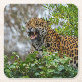 Jaguar Growl Rechteckiger Pappuntersetzer