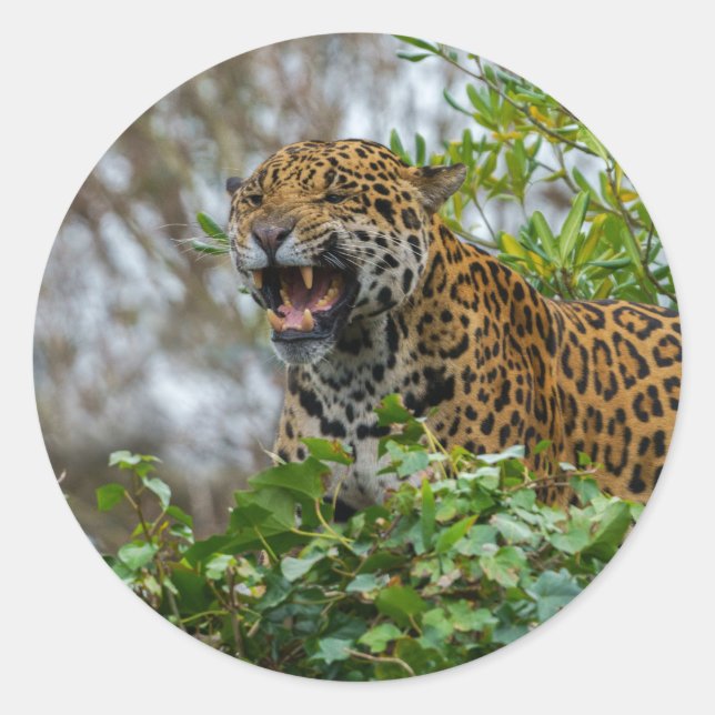 Jaguar Growl Runder Aufkleber (Vorderseite)