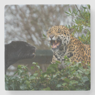 Jaguar Growl Steinuntersetzer