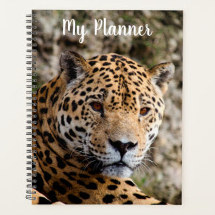 Jaguar Planer