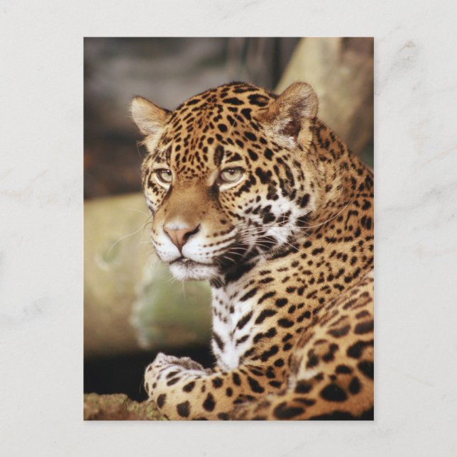 Jaguar Postcard Postkarte (Vorderseite)