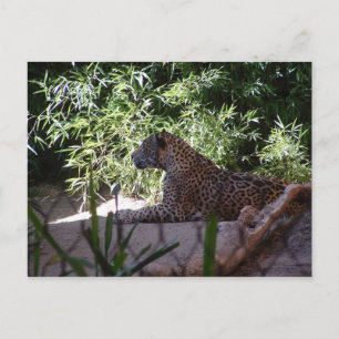Jaguar Postcard Postkarte