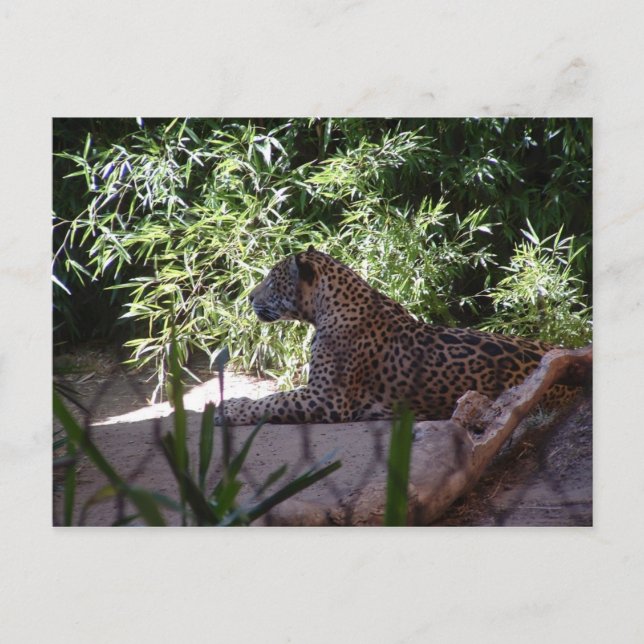 Jaguar Postcard Postkarte (Vorderseite)